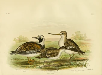Tournepierre, 1891
